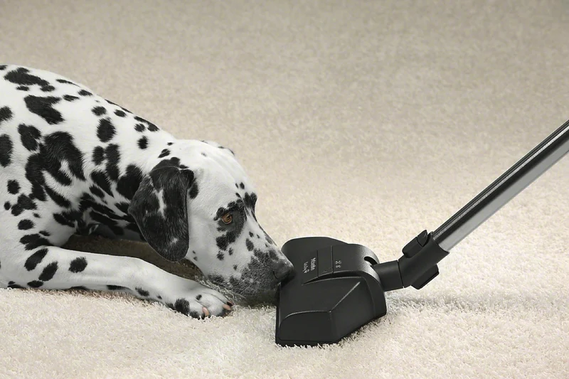Miele Blizzard CX1 Cat & Dog Bagless Vacuum