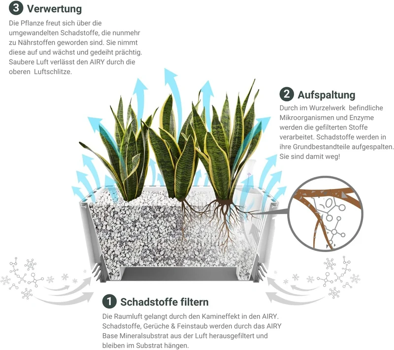 AIRY System L Monstera