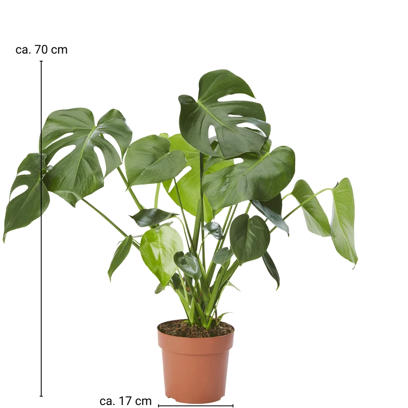 Fensterblatt (Monstera Deliciosa)
