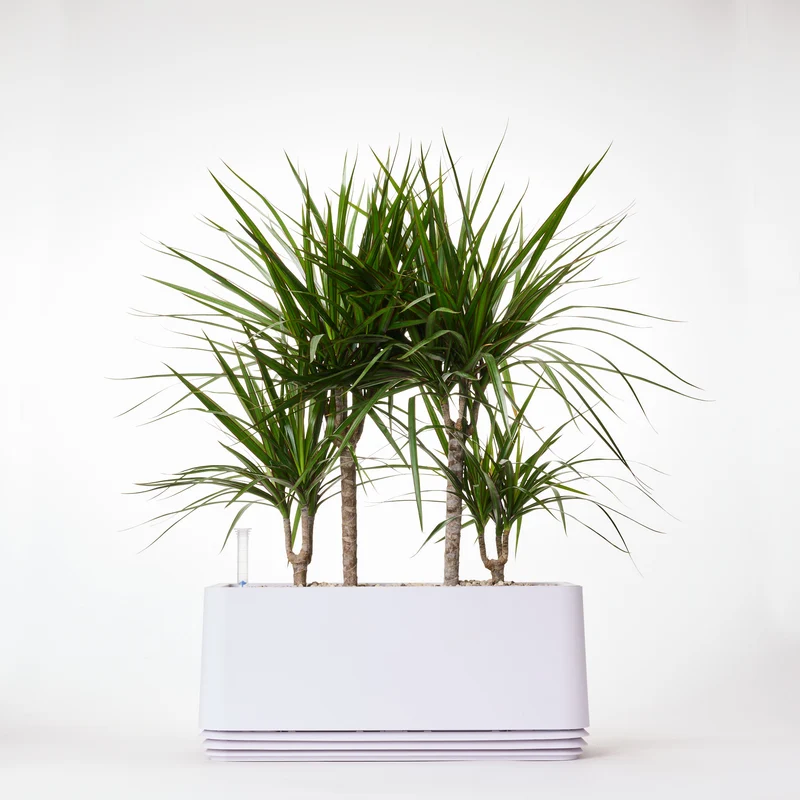 AIRY System L Drachenbaum