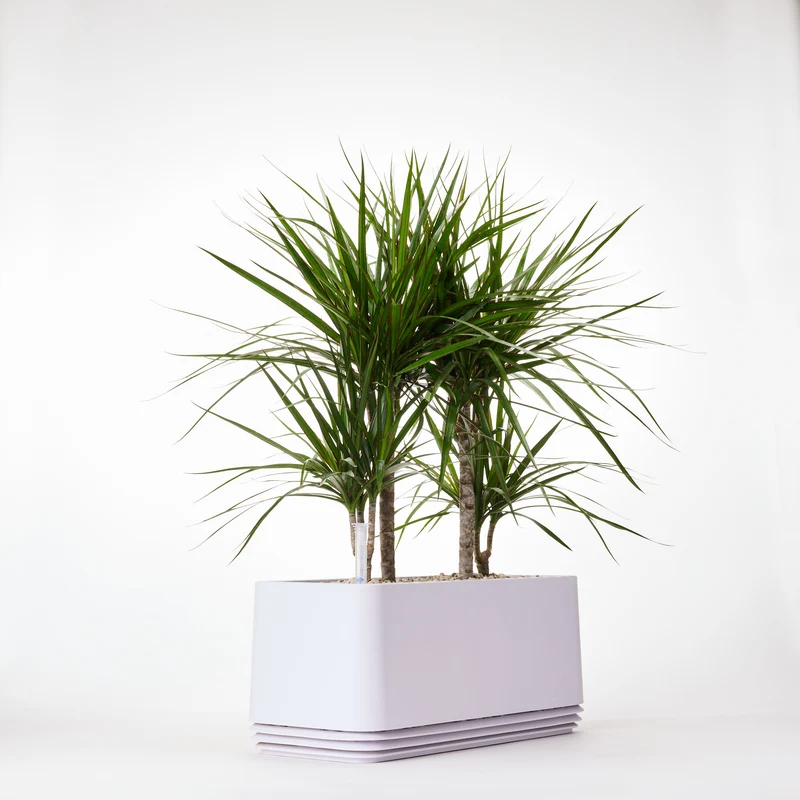 AIRY System L Drachenbaum