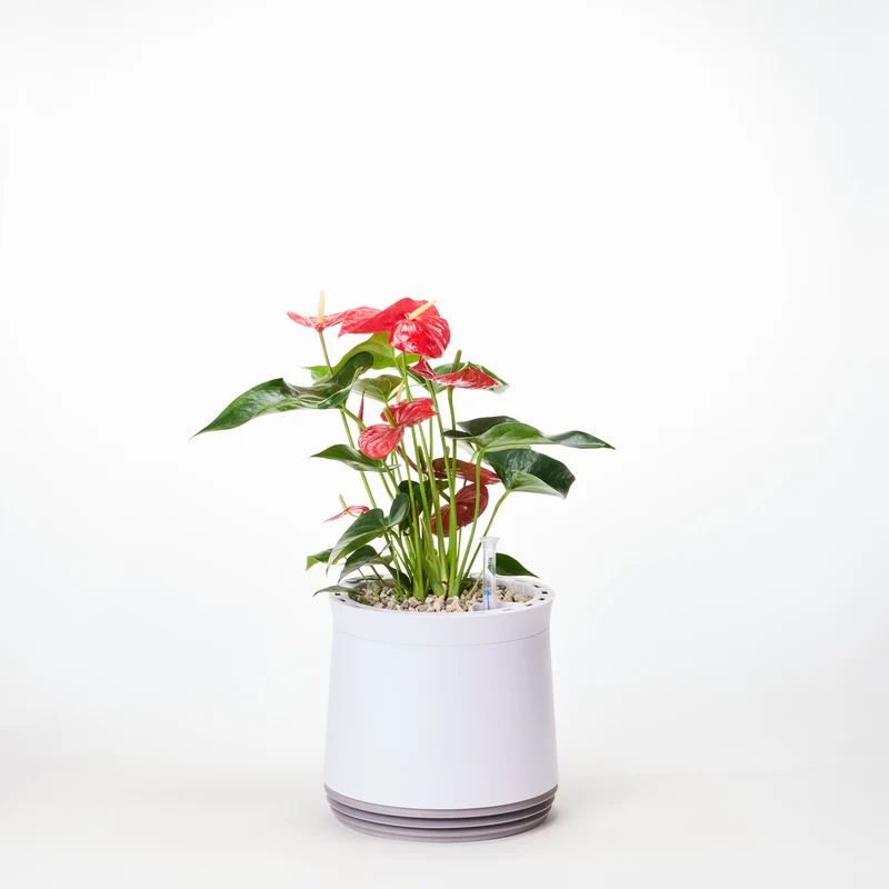 AIRY System M Flamingoblume Anthurie rot
