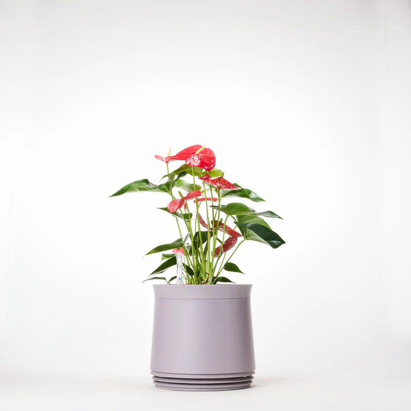 AIRY System M Flamingoblume Anthurie rot