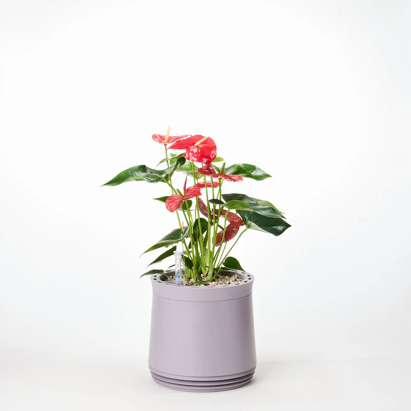 AIRY System M Flamingoblume Anthurie rot