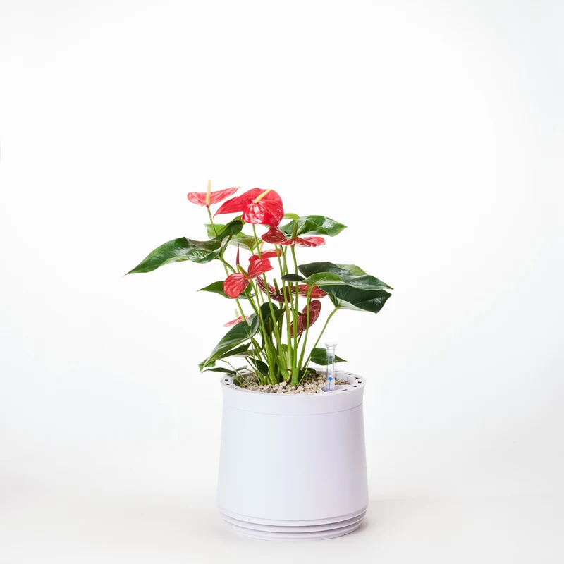 AIRY System M Flamingoblume Anthurie rot