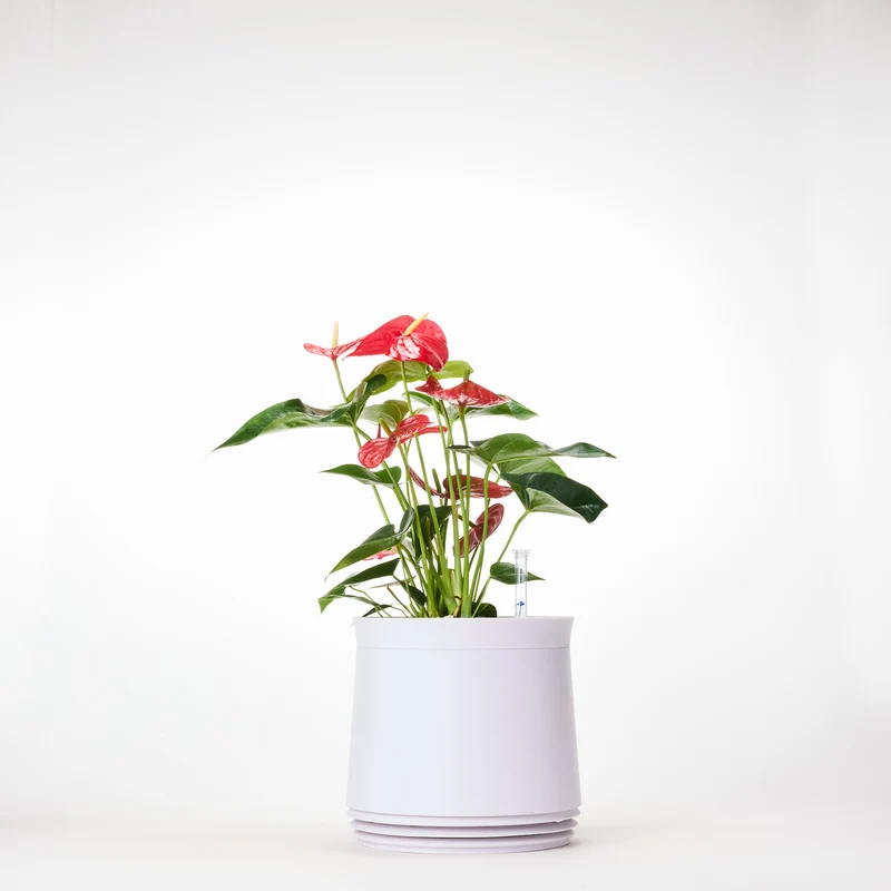 AIRY System M Flamingoblume Anthurie rot