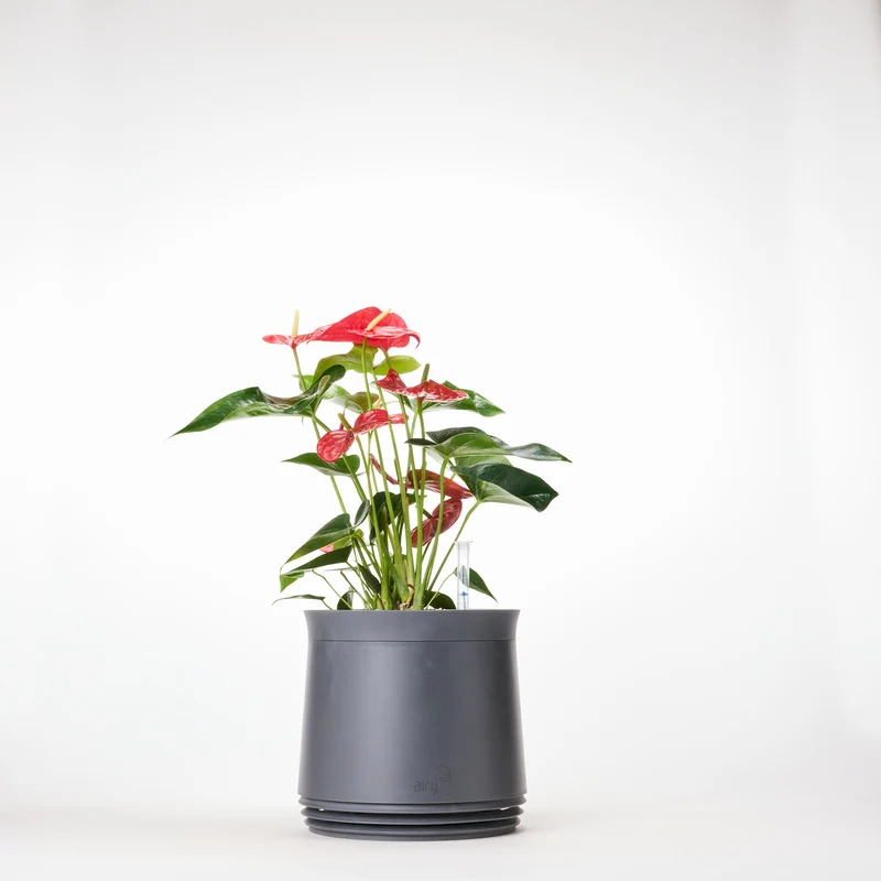AIRY System M Flamingoblume Anthurie rot
