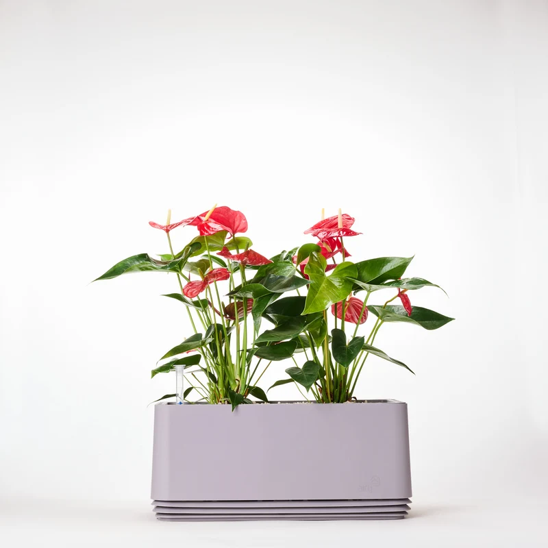AIRY System L Flamingoblume Anthurie rot
