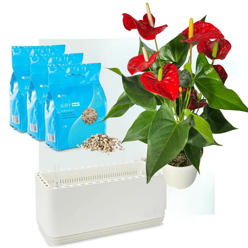 AIRY System L Flamingoblume Anthurie rot