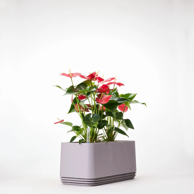 AIRY System L Flamingoblume Anthurie rot