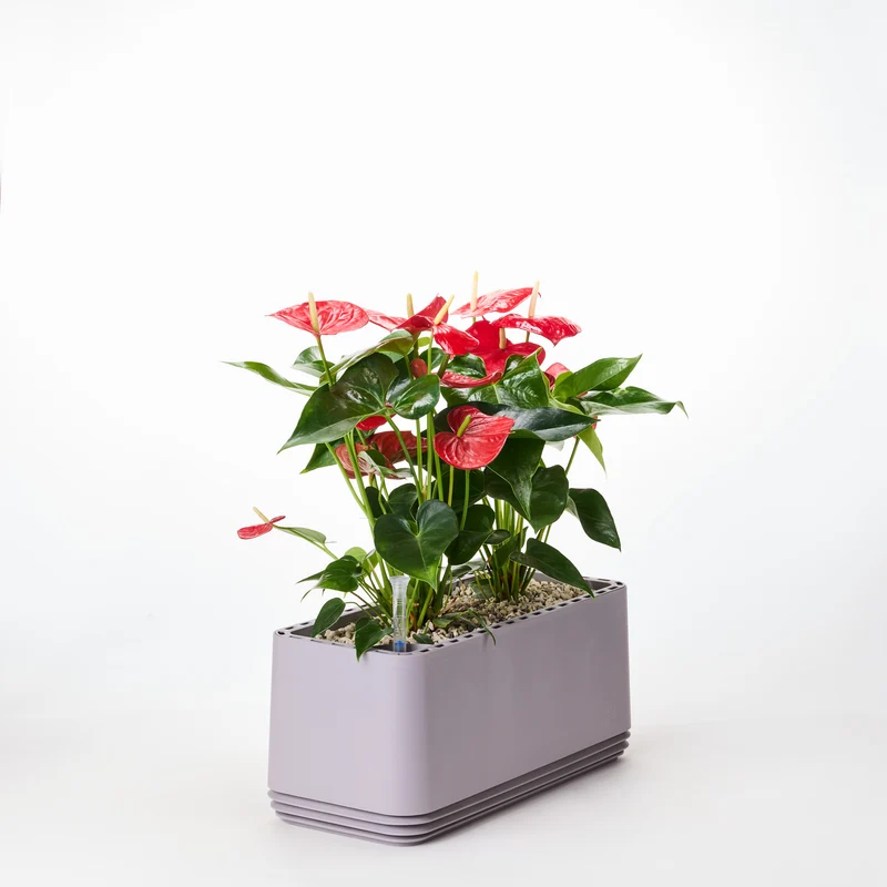 AIRY System L Flamingoblume Anthurie rot