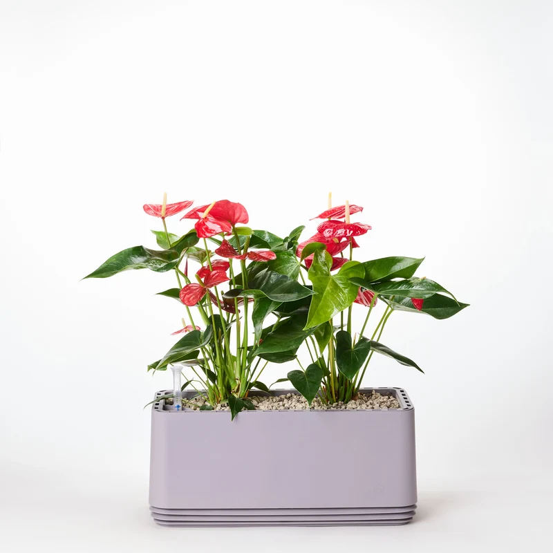 AIRY System L Flamingoblume Anthurie rot