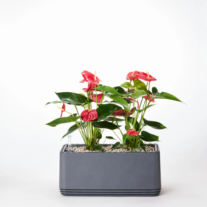 AIRY System L Flamingoblume Anthurie rot