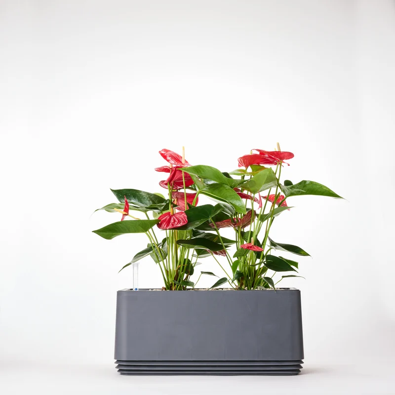 AIRY System L Flamingoblume Anthurie rot