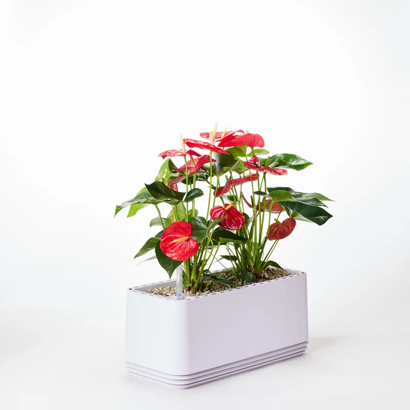 AIRY System L Flamingoblume Anthurie rot
