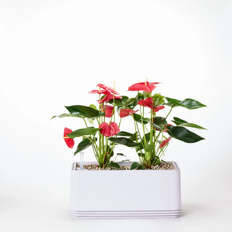AIRY System L Flamingoblume Anthurie rot