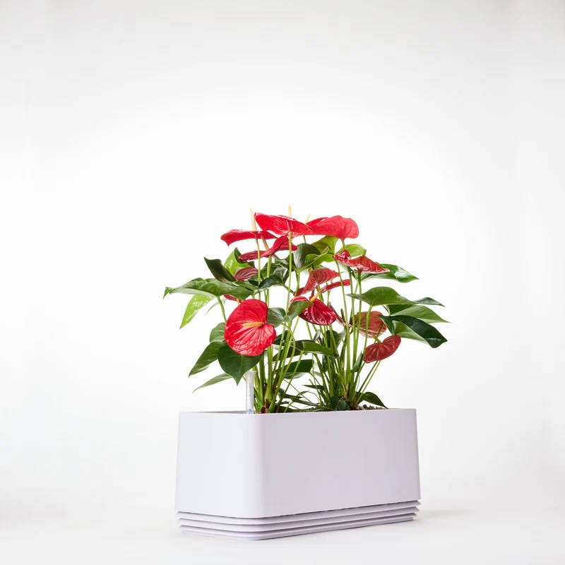 AIRY System L Flamingoblume Anthurie rot