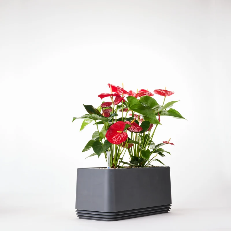 AIRY System L Flamingoblume Anthurie rot