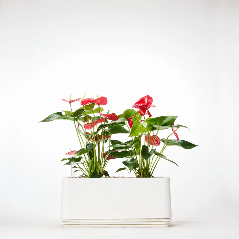 AIRY System L Flamingoblume Anthurie rot