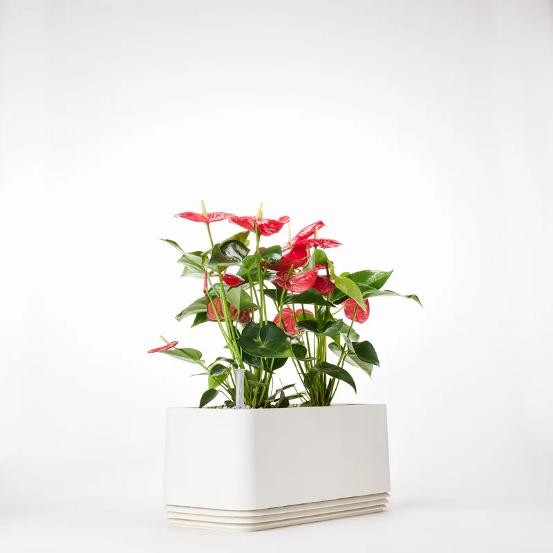 AIRY System L Flamingoblume Anthurie rot