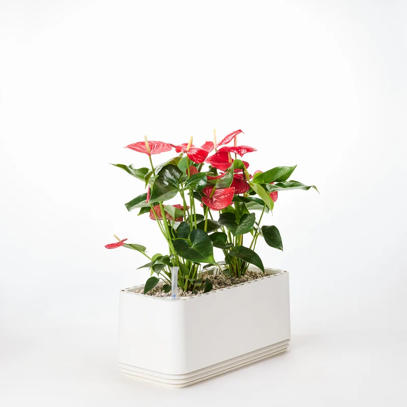 AIRY System L Flamingoblume Anthurie rot
