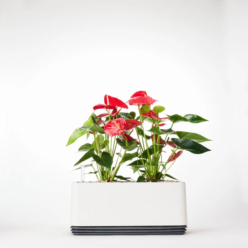 AIRY System L Flamingoblume Anthurie rot