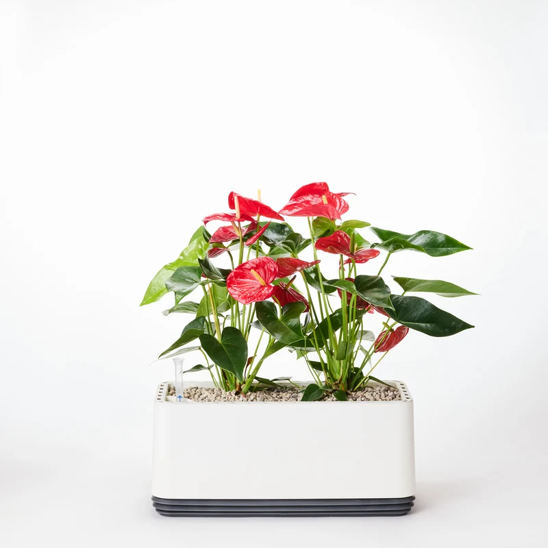AIRY System L Flamingoblume Anthurie rot