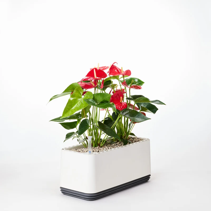 AIRY System L Flamingoblume Anthurie rot