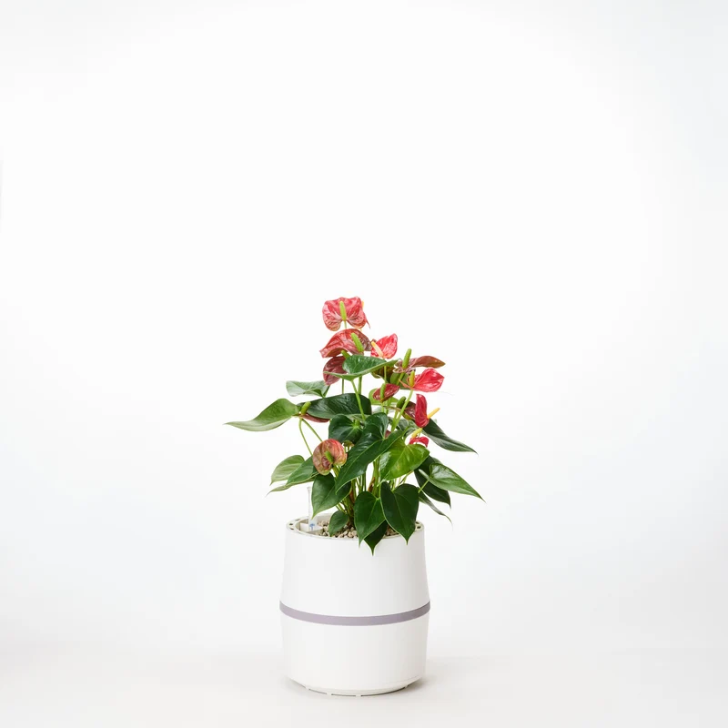 AIRY System S Flamingoblume (Anthurie) Rot