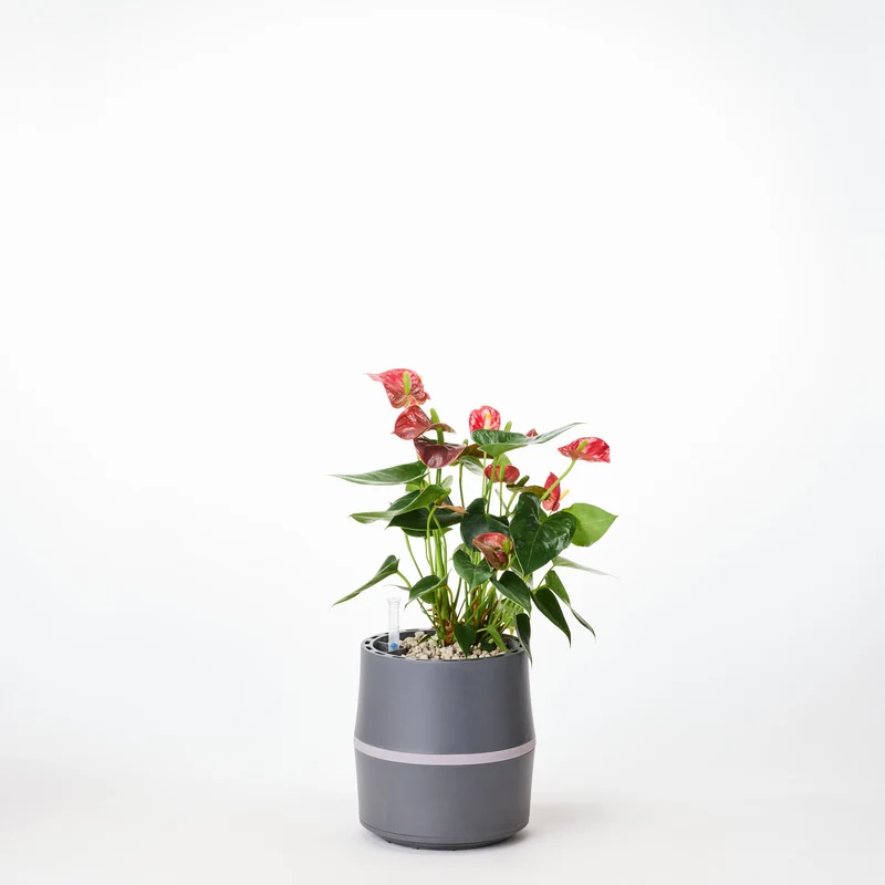 AIRY System S Flamingoblume (Anthurie) Rot