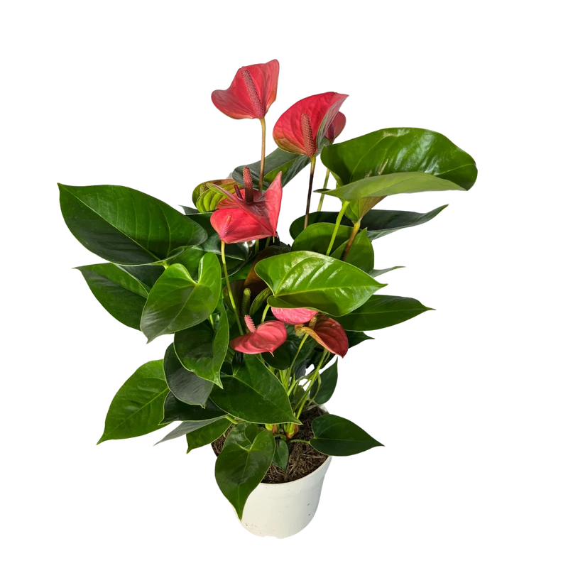 Flamingoblume Anthurie rot rosé creme 17cm