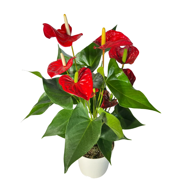 Flamingoblume Anthurie rot rosé creme 17cm
