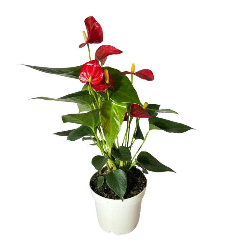 Flamingoblume Anthurie rot rosé creme 12cm