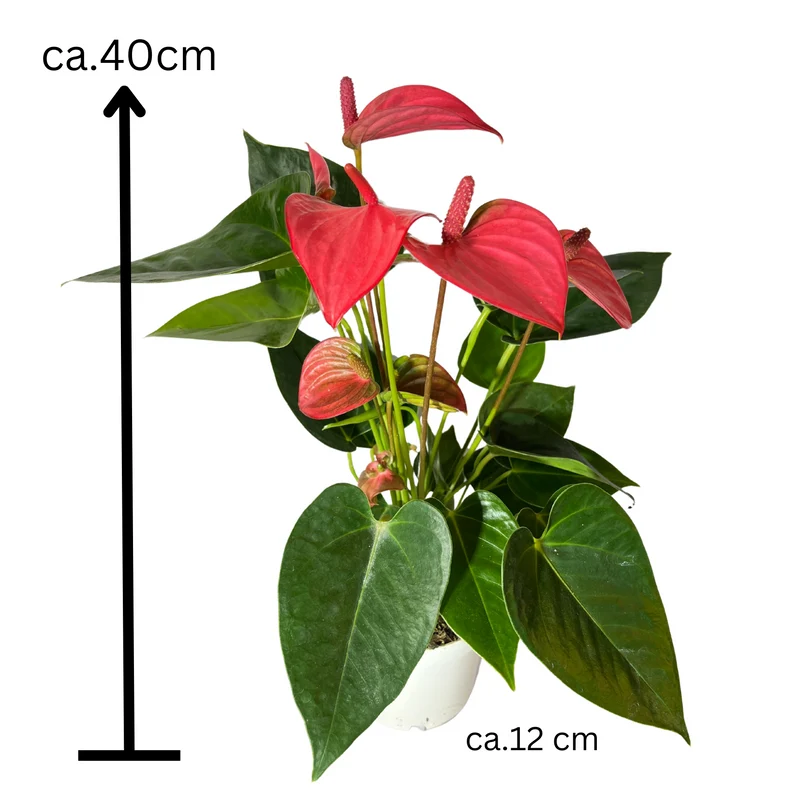 Flamingoblume Anthurie rot rosé creme 12cm