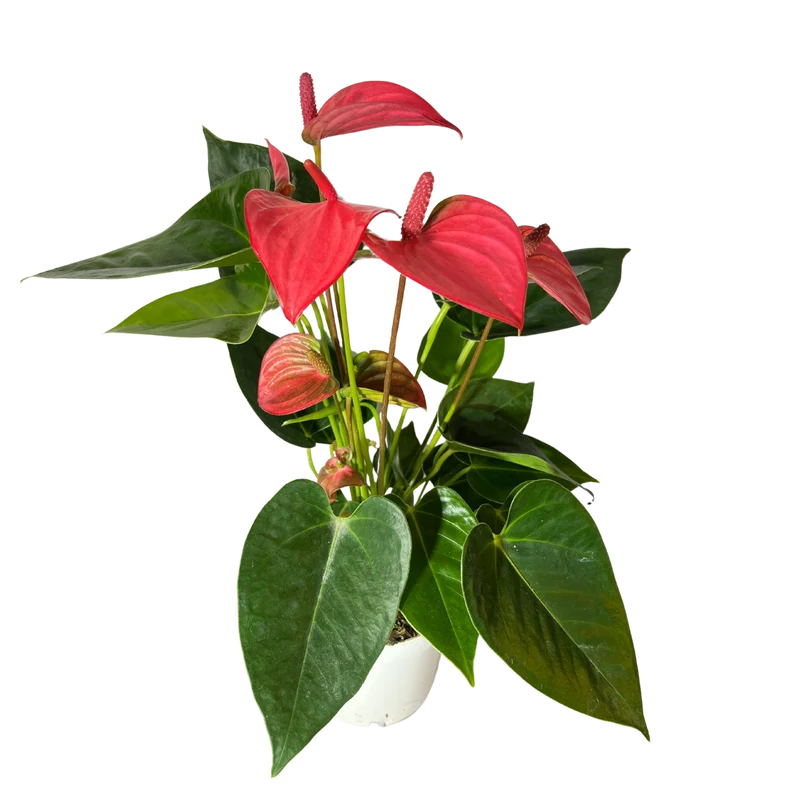 Flamingoblume Anthurie rot rosé creme 12cm