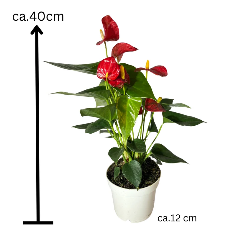 Flamingoblume Anthurie rot rosé creme 12cm