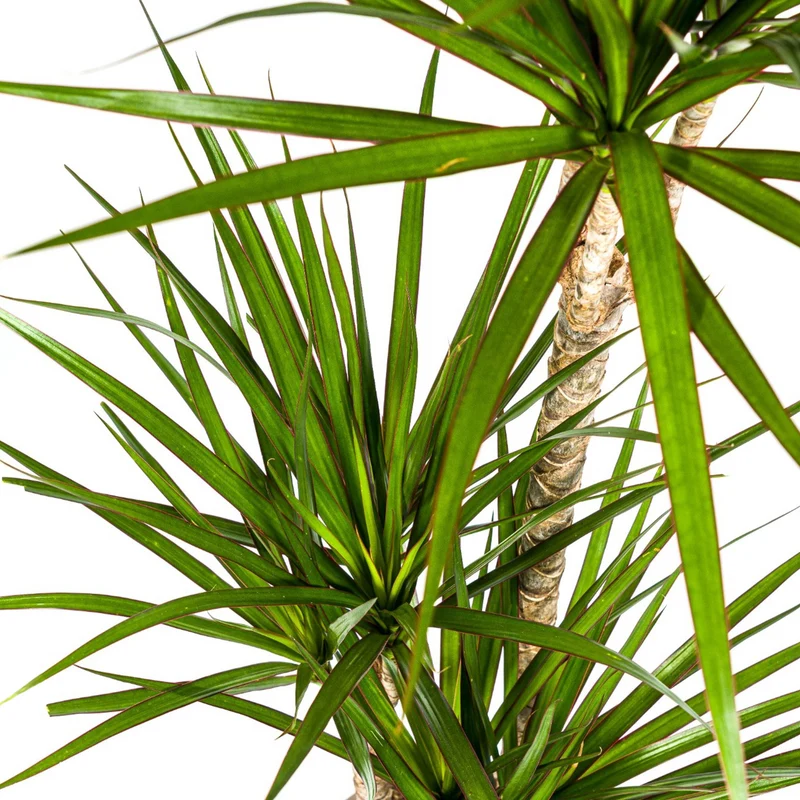 Grüner Drachenbaum mit Korb (Dracaena Marginata Green)