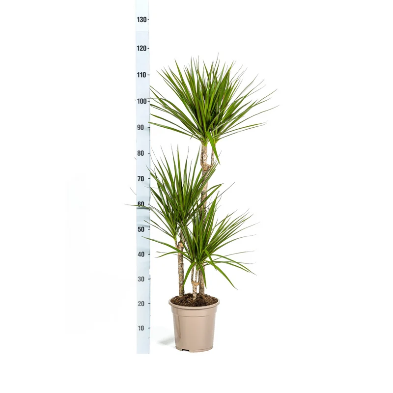 Grüner Drachenbaum mit Korb (Dracaena Marginata Green)