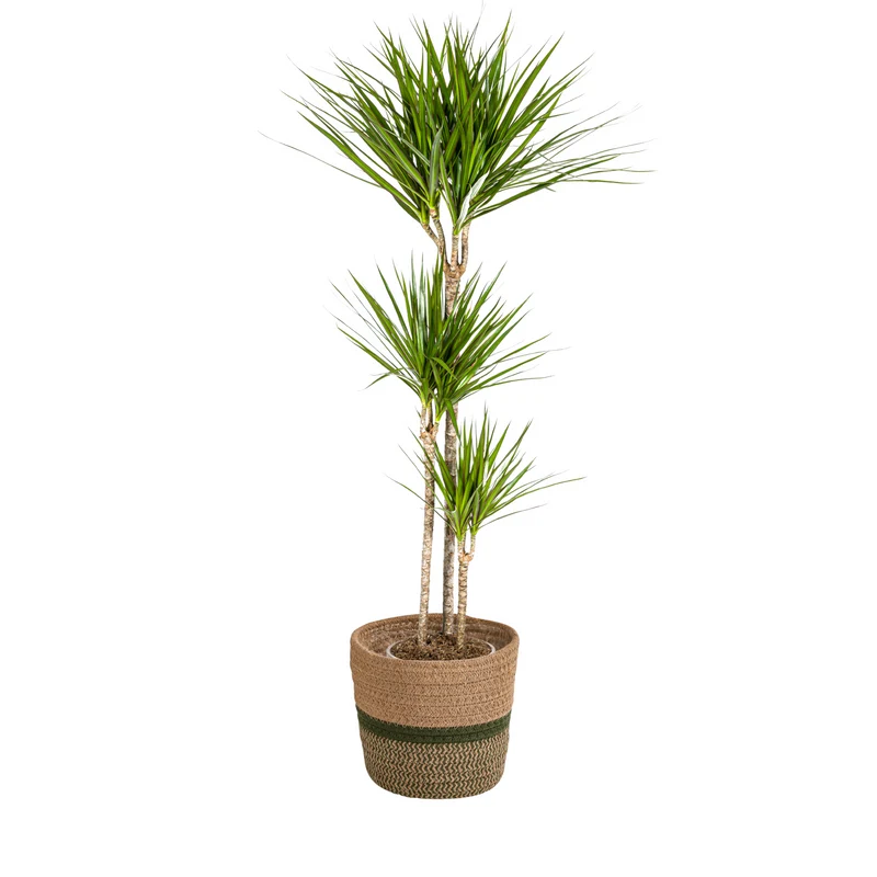 Grüner Drachenbaum mit Korb (Dracaena Marginata Green)