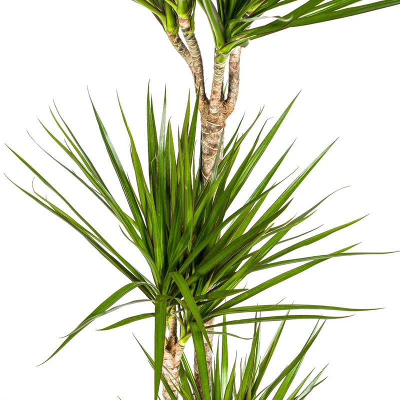 Grüner Drachenbaum mit Korb (Dracaena Marginata Green)