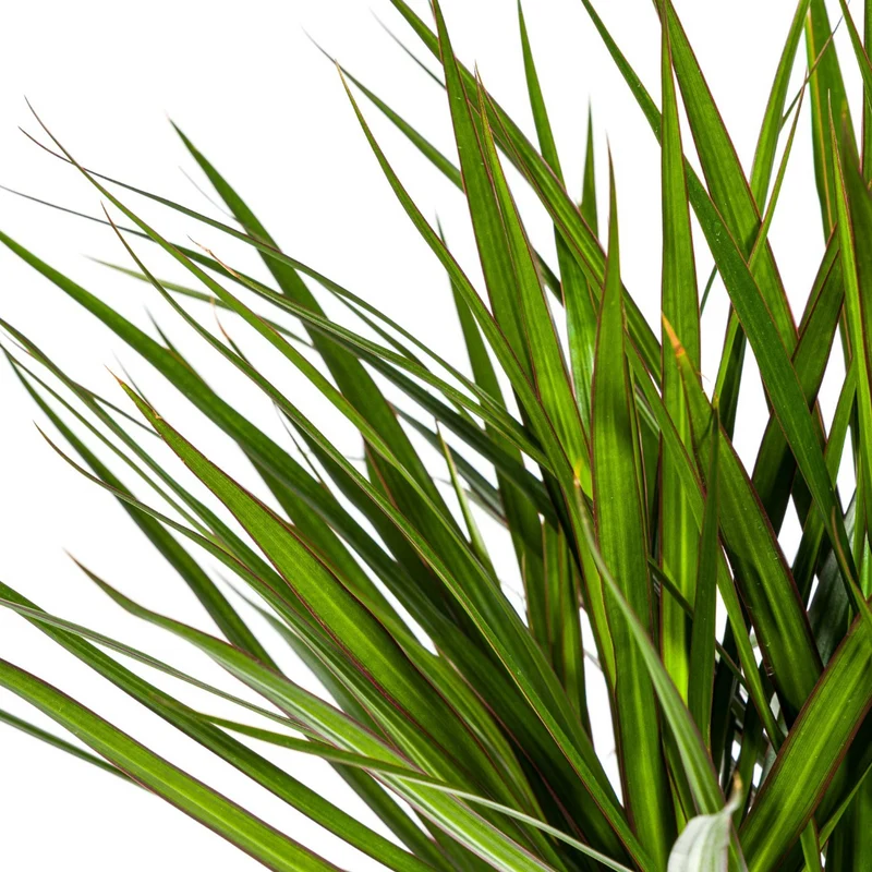 Grüner Drachenbaum mit Korb (Dracaena Marginata Green)
