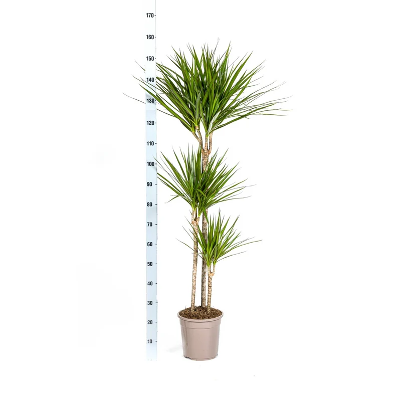 Grüner Drachenbaum mit Korb (Dracaena Marginata Green)