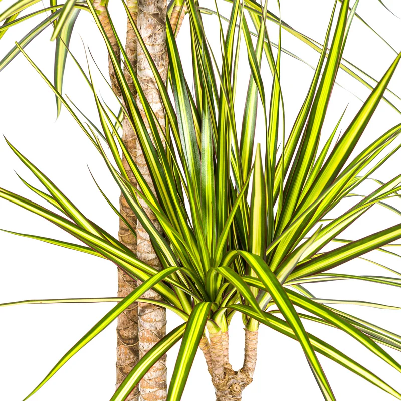 Dracaena Marginata Sunray mit Korb Ø24cm - ↕130 - 150cm