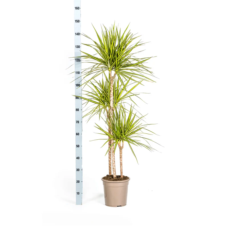 Dracaena Marginata Sunray mit Korb Ø24cm - ↕130 - 150cm