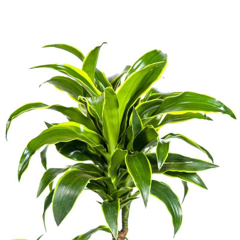 Goldener Drachenbaum mit Korb (Dracaena Deremensis Dorado)