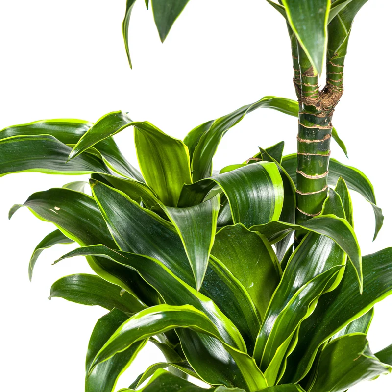 Goldener Drachenbaum mit Korb (Dracaena Deremensis Dorado)