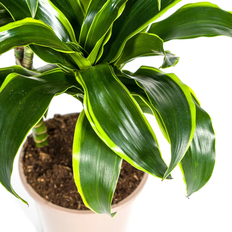 Goldener Drachenbaum mit Korb (Dracaena Deremensis Dorado)