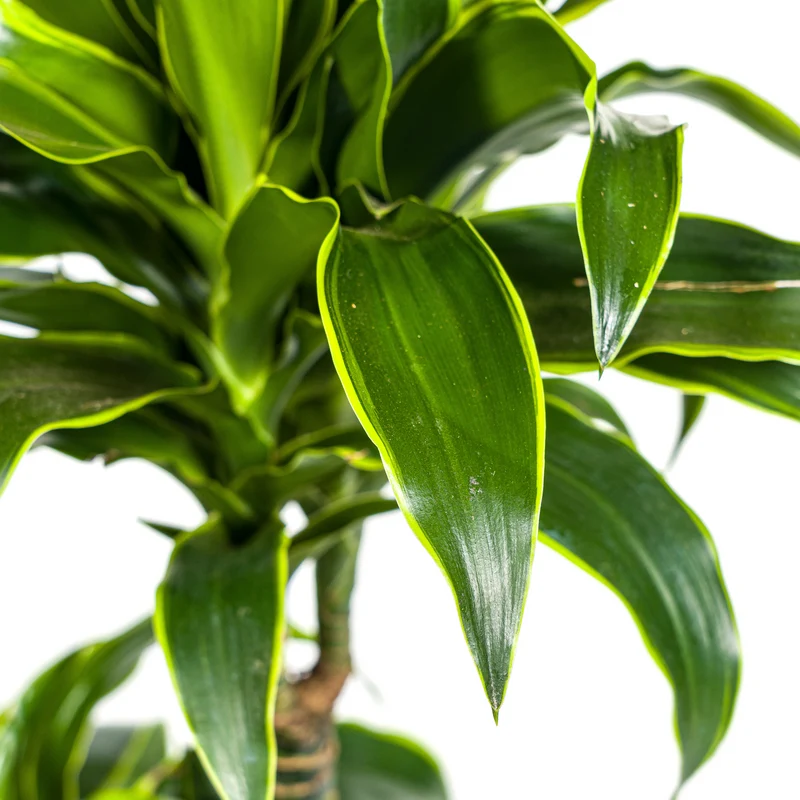 Goldener Drachenbaum mit Korb (Dracaena Deremensis Dorado)