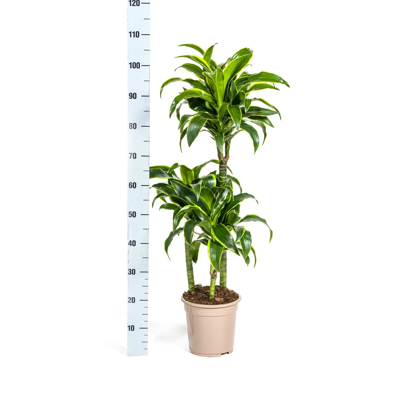 Goldener Drachenbaum mit Korb (Dracaena Deremensis Dorado)