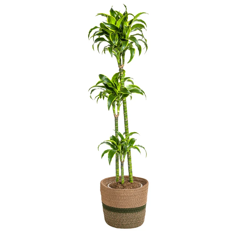 Goldener Drachenbaum mit Korb (Dracaena Deremensis Dorado)
